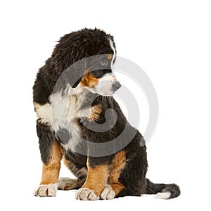 Puppy bernese mountain dog