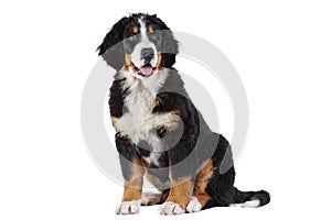 Puppy bernese mountain dog