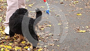 A puppy of the Bernese Mountain Dog breed plays with his owner, tug-of-war with a toy rope