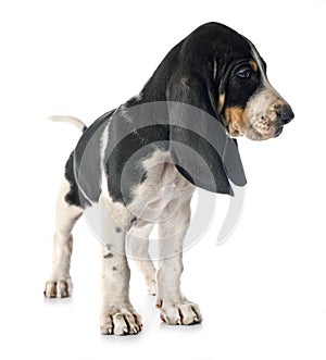 Puppy bernese Schweizer Laufhund