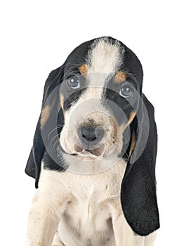 Puppy bernese Schweizer Laufhund