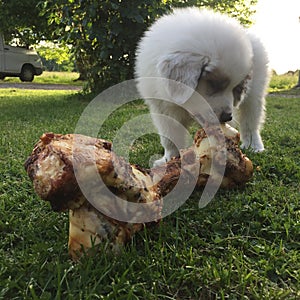 Puppy and big bone