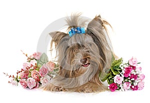 Puppy biro yorkshire terrier