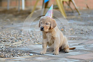 Puppy With Birthday Hat Sitting on Ground. Generative AI