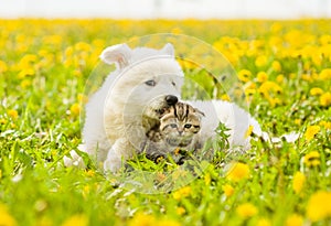 Puppy bites for a kitten`s ear on the lawn of dandelions