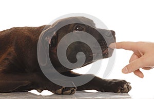 Puppy biting finger
