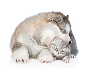 Puppy biting kitten. isolated on white background