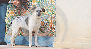 Puppy black and white metisse standing dog tied with man hand on