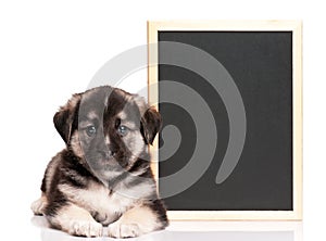 Puppy with blackboard