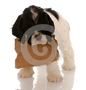 Puppy with blank sign around neck