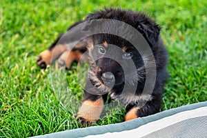 Puppy of Bohemian shepherd ( 2 month) lies down on grass