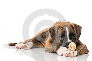 Puppy with bone isolated on white