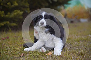 Border collie puppy