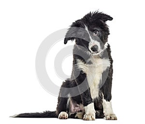 puppy border collie dog, 3 months old, sitting, isolated on whit