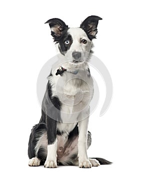 Puppy Border Collie sitting, 5 months old, isolated