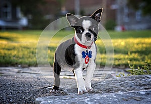 Puppy Boston terrier