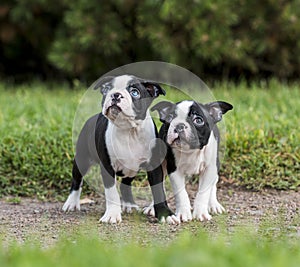 Puppy Boston Terrier