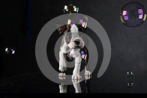 Puppy Boston Terrier plays with bubbles in a photo studio