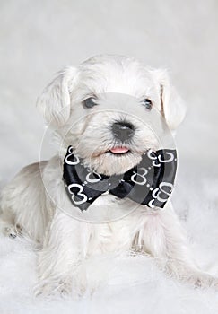 Puppy in bow tie