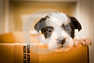 Puppy in a box