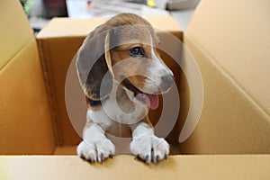 Puppy in the box.