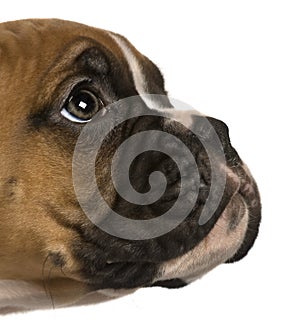 Puppy Boxer, 2 months old, looking up