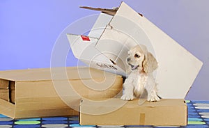 Puppy with boxes