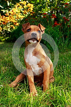 Puppy breed American Staffordshire Terrier