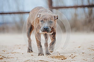 Puppy of breed American Staffordshire Terrier walks on the sand