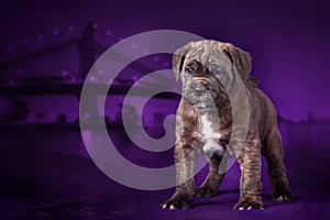 Puppy breed cane Corso stands on the background of the night city.