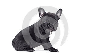 puppy breed French bulldog looks up on a white background