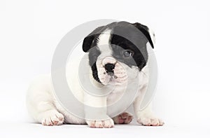 puppy breed French bulldog looks up on a white background