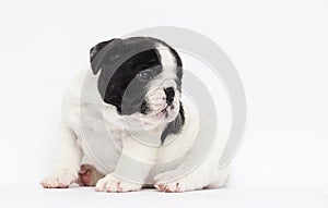 puppy breed French bulldog looks up on a white background