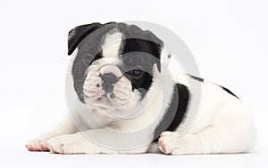 puppy breed French bulldog looks up on a white background