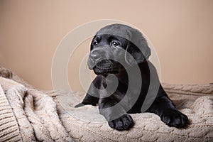 Puppy breed labrador