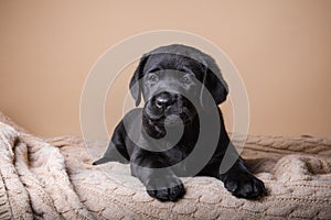 Puppy breed labrador