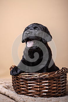 Puppy breed labrador