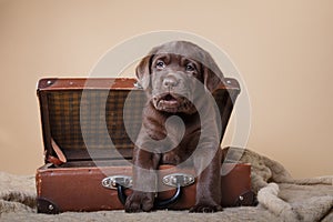 Puppy breed labrador