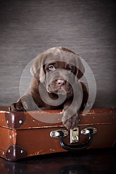 Puppy breed labrador