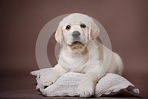 Puppy breed labrador