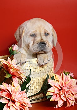 Puppy of breed labrador in a basket.