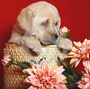 Puppy of breed labrador a retriever in a basket.