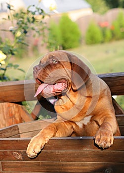 Puppy of breed a mastiff.