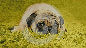 Puppy breed pug resting on the carpet, imitating the grass.