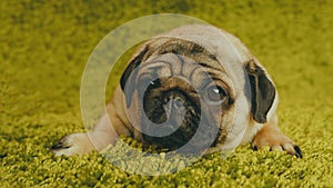 Puppy breed pug resting on the carpet, imitating the grass. photo