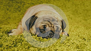 Puppy breed pug resting on the carpet, imitating the grass. photo