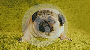 Puppy breed pug resting on the carpet, imitating the grass. photo