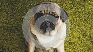 Puppy breed pug resting on the carpet, imitating the grass. photo