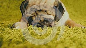 Puppy breed pug resting on the carpet, imitating the grass. photo