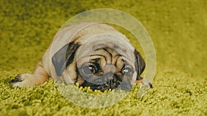 Puppy breed pug resting on the carpet, imitating the grass. photo